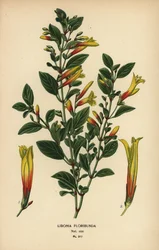 Fucsia brasileña, Justicia floribunda (Libonia floribunda). Cromolitografía a partir de una ilustración de Desire Bois de Edward Step