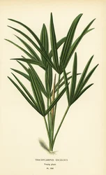 Palmera de hoja ancha o palmera de bambú, Rhapis excelsa (Trachycarpus excelsus). Cromolitografía de una ilustración de Desire Bois de Edward Step