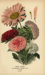 Variedades de áster de China, Callistephus x sinensis.