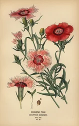 Rosa china, Dianthus chinensis.