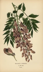 Glicina china, Wisteria sinensis.