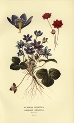 Hepática común, Anemone hepatica.