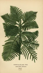 Pino de Cook, Araucaria columnaris. (Pino de la isla de Norfolk, Araucaria excelsa). Cromolitografía de una ilustración de Desire Bois de Edward Step