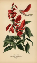Árbol de coral, Erythrina crista-galli.