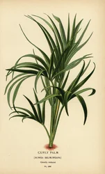 Palmera rizada, Howea belmoreana. Vulnerable. Cromolitografía de una ilustración de Desire Bois de Edward Step