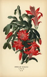 Falso cactus de Navidad, Schlumbergera truncata.