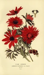 Anémona de llama, Anemone hortensis.