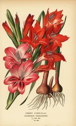 Gladiolo de Gante, Gladiolus x gandavensis. Cromolitografía a partir de una ilustración de Desire Bois de Edward Step