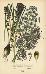 Jacinto de uva, Leopoldia comosa (Muscari comosum, var. monstrosum, var. plumosa). Cromolitografía a partir de una ilustración de Desire Bois de Edward Step