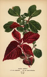 Variedades de hoja de sangre de Herbst, Iresine herbstii a) var. acuminata, b) var. aureo-reticulata. Cromolitografía de una ilustración de Desire Bois de Edward Step