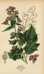 Honestidad, Lunaria annua.