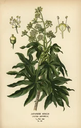 Aralia japonesa o planta de papel de hoja brillante, Fatsia japonica.