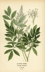 Espira japonesa, Astilbe japonica.