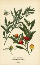 Cereza de Jerusalén, Solanum pseudocapsicum var. diflorum.