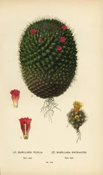 Mammillaria prolifera y Mammillaria rhodantha.