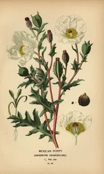 Amapola mexicana, Argemone grandiflora.