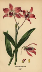 Orquídea dendrobium noble, Dendrobium nobile. Cromolitografía a partir de una ilustración de Desire Bois de Edward Step