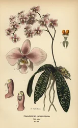 Orquídea Phalaenopsis schilleriana. Cromolitografía de una ilustración de B. Herincq de Edward Step