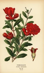 Granada, Punica granatum.