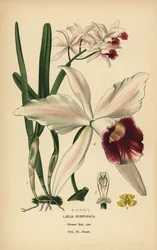 Orquídea laelia de color púrpura, Cattleya purpurata (Laelia purpurata). Cromolitografía de una ilustración de B. Herincq de Edward Step