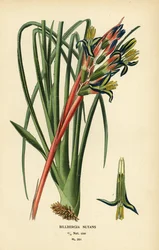 Planta de las lágrimas de la reina, Billbergia nutans. Cromolitografía de una ilustración de Desire Bois de Edward Step