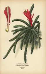 Cacto cola de rata, Disocactus flagelliformis.