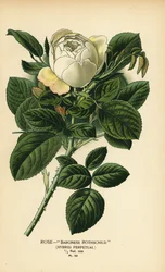 Rosa Baronesa Rothschild, híbrido perpetuo.