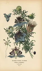 Hinojo español, Nigella hispanica.