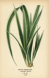 Pino tornillo de Tahití, Pandanus tectorius (Pino tornillo de Veitch, Pandanus veitchii). Cromolitografía a partir de una ilustración de Desire Bois de Edward Step