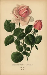 Tea rose hybrid, La France, Rosa × odorata.
