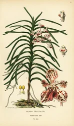 Orquídea Vanda tricolor. Cromolitografía de una ilustración de B. Herincq de Edward Step
