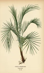 Palmera de Weddell, Lytocaryum weddellianum, planta joven (Cocos weddeliana). Cromolitografía a partir de una ilustración de Desire Bois de Edward Step