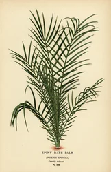 Palmera datilera silvestre o palmera datilera de Senegal, Phoenix reclinata (Spiny date palm, Phoenix spinosa). Cromolitografía de una ilustración de Desire Bois de Edward Step