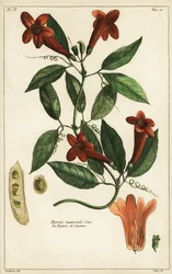 Ajo, Bignonia aequinoctialis, Linn