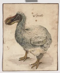 Un dodo