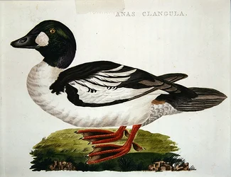 Anas Clangula