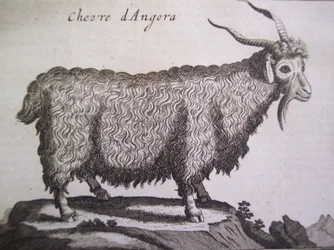 Cabra de Angora, de Relación de un Viaje al Levante por Joseph Pitton de Tournefort, Ámsterdam, 1718