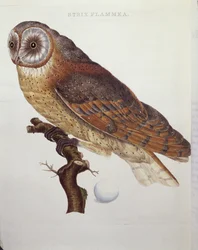 Lechuza común (Strix Flammea) 1796