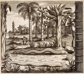 La serpiente de piedra, de China Ilustrada por Athanasius Kircher (1601-80) 1667