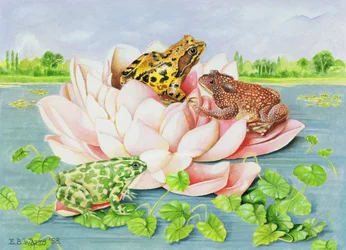 Lirio de agua, 1998
