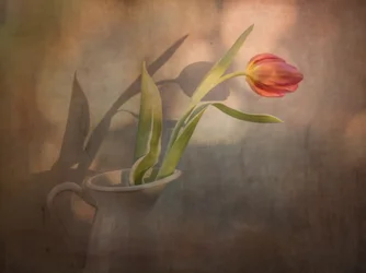 Cálidas sombras de tulipanes