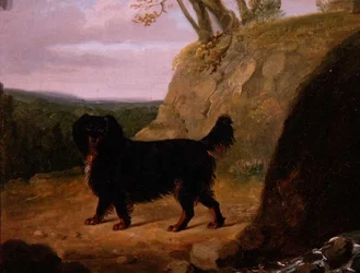Un cocker spaniel en el paisaje