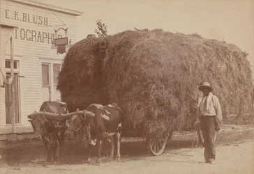 Impresión de albúmina de un hombre con un carro lleno de heno, 1894-1904
