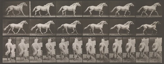 Locomoción Animal. Una Investigación Electro-Fotográfica de Fases Consecutivas de Animales, 1880s