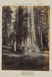 Mammoth Tree Grove, condado de Calaveras, California. Abraham Lincoln. 320 Pies de Altura, 54 Pies de Circunferencia