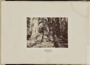 Mammoth Tree Grove, Condado de Calaveras, California. El Grupo de la Bruja de Salem. Promedio de 300 pies de altura, 65 pies de circunferencia.