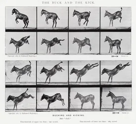 Eadweard Muybridge: La Patada y el Coletazo