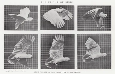 Eadweard Muybridge: El vuelo de los pájaros (foto en b/n)