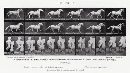Eadweard Muybridge: El Trote