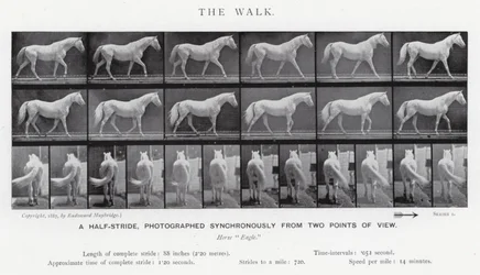 Eadweard Muybridge: La Caminata